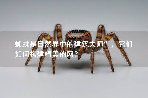 蜘蛛是自然界中的建筑大師”，它們如何構建精美的網？